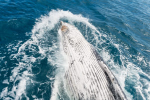 Humpback whale (Megaptera novaeangliae) breaching, Hervey Bay, Queensland, Australia, Pacific Humpback whale (Megaptera novaeangliae) breaching, Hervey Bay, Queensland, Australia, Pacific
